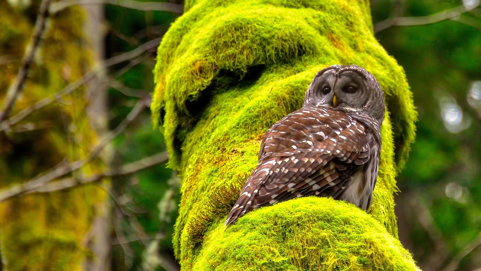 九游网页版官网-WRC牙买加：雨后泥泞带来激烈对抗，dancehall牙买加