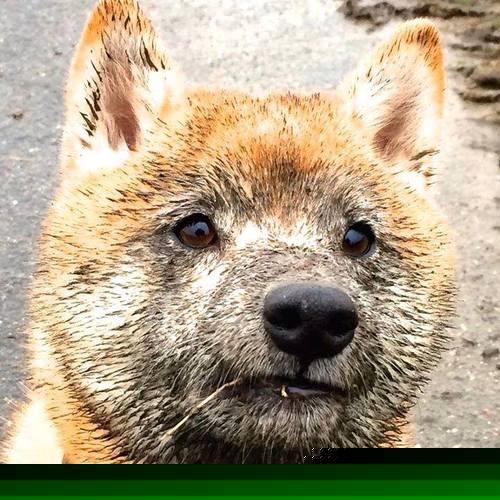 “中国篮之梦”青少年系列公益展在全国巡展,弘扬体育精神,2021全国青少年篮球邀请赛