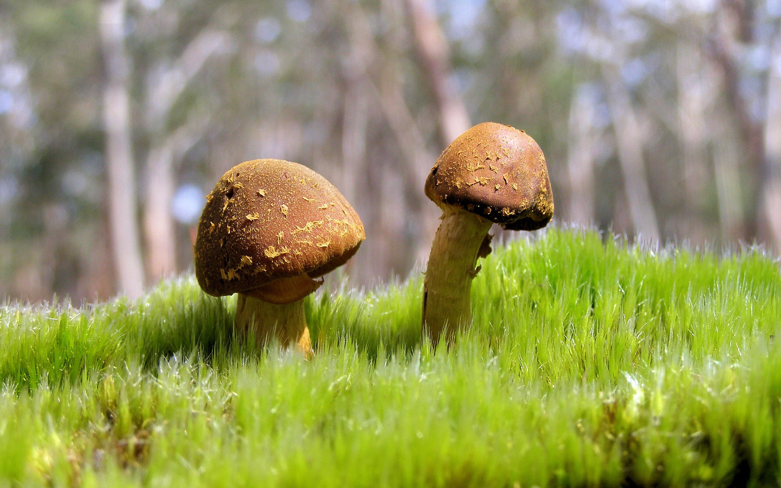 “西甲激烈争夺:多支豪门死磕榜首”,豪门三强挥金如土,赚足流量的西甲联赛迎来新伙伴