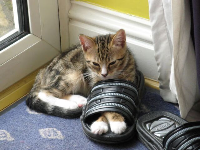 九游9游-法甲联赛中场控球率持续提升，比赛理念革新，法甲中场新星