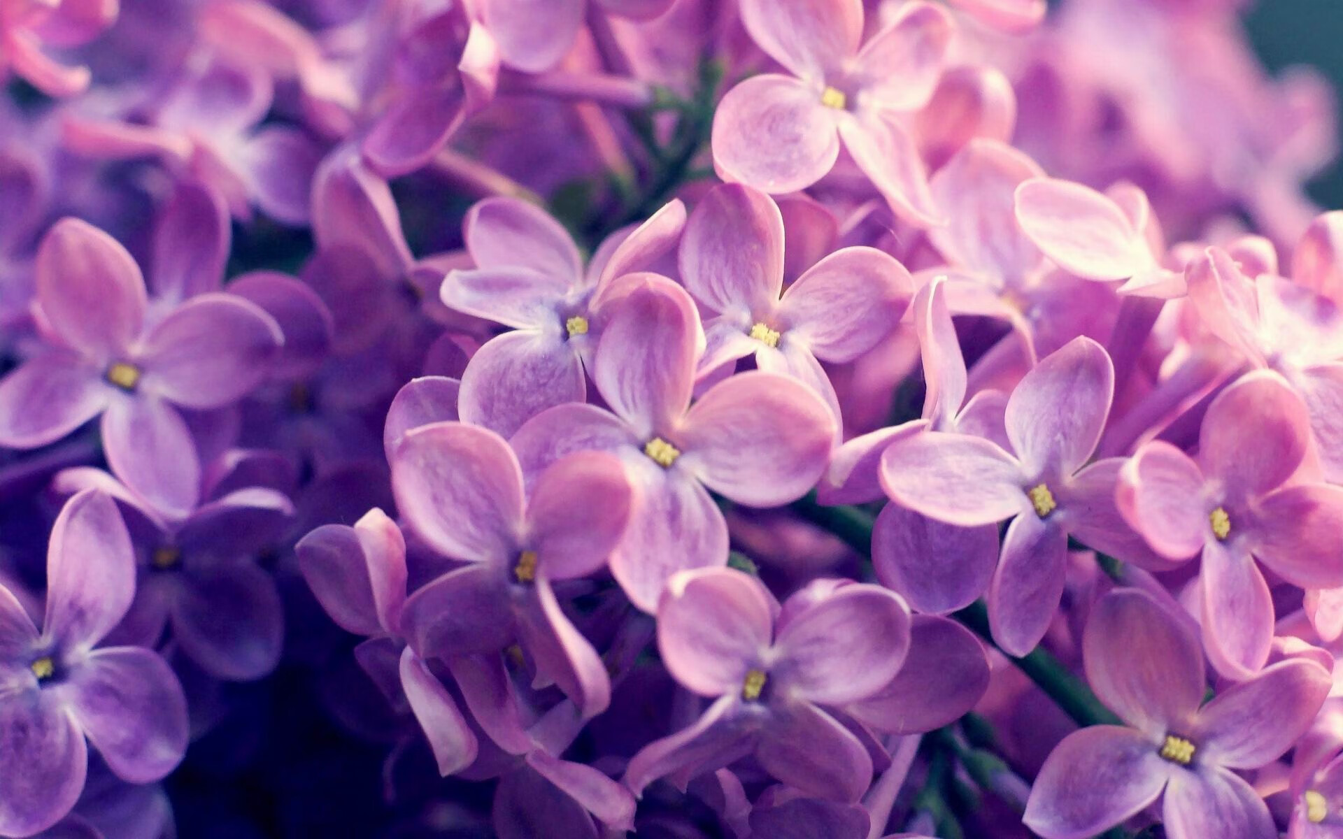 英格兰举办篮球明星见面会,英格兰篮球运动员