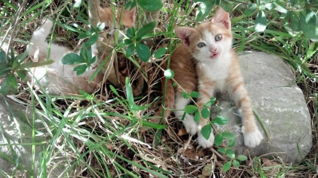 九游官网下载电脑版-国际乒联混合团体世界杯：中国香港队的表现超越预期，香港世乒赛