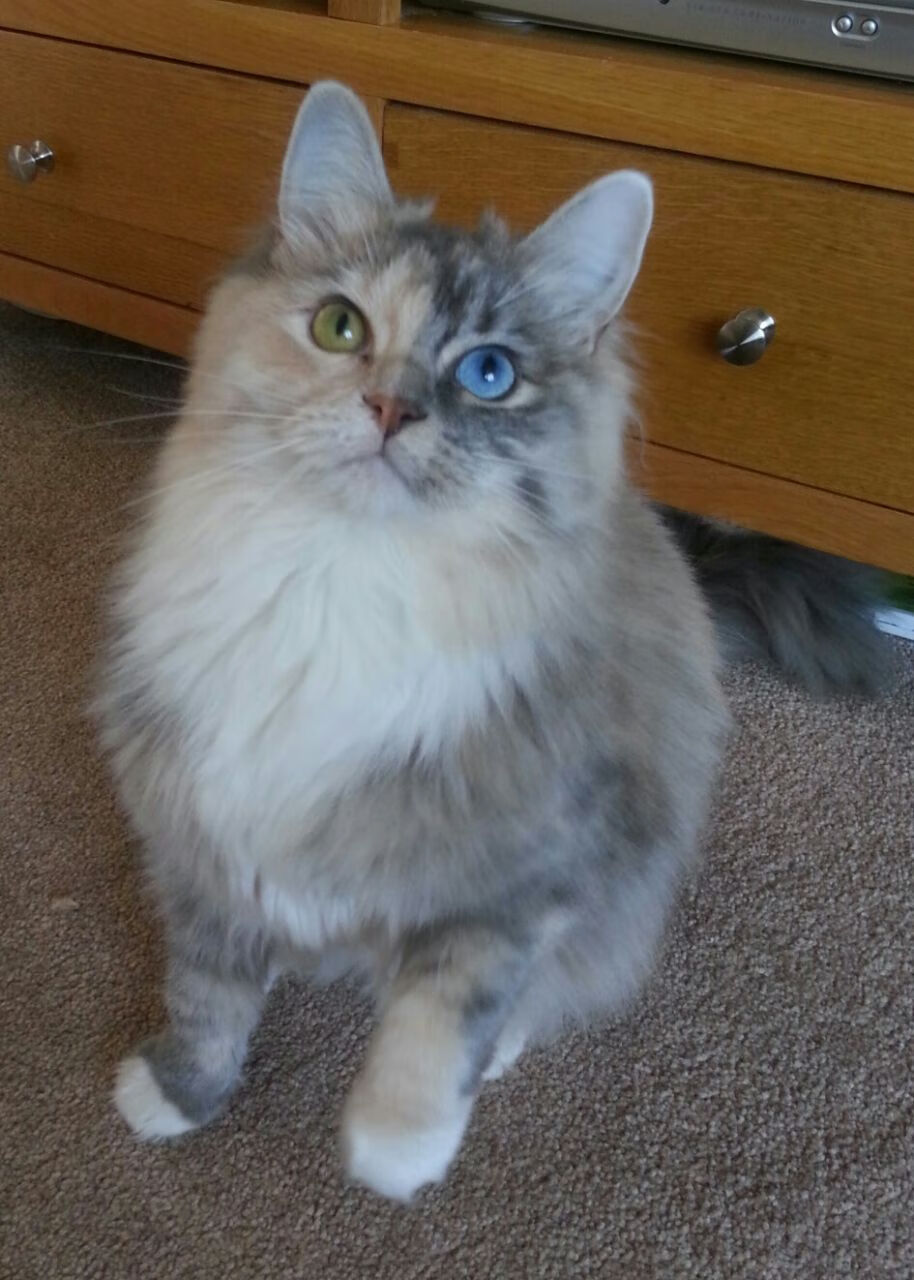 国家队加入大数据选人系统辅助技战术匹配