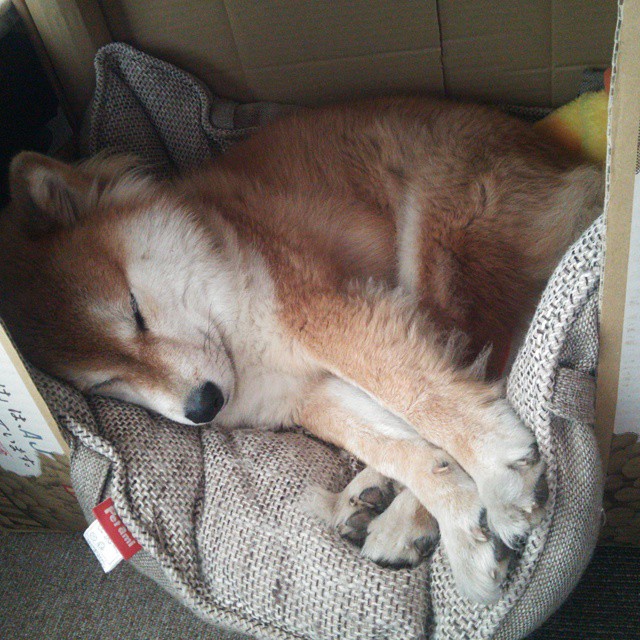 校园联赛引入VAR系统帮助学生了解职业流程