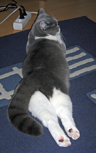 沃尔什刷新女子蝶泳50米世界纪录，女子50米蝶泳世界纪录保持者