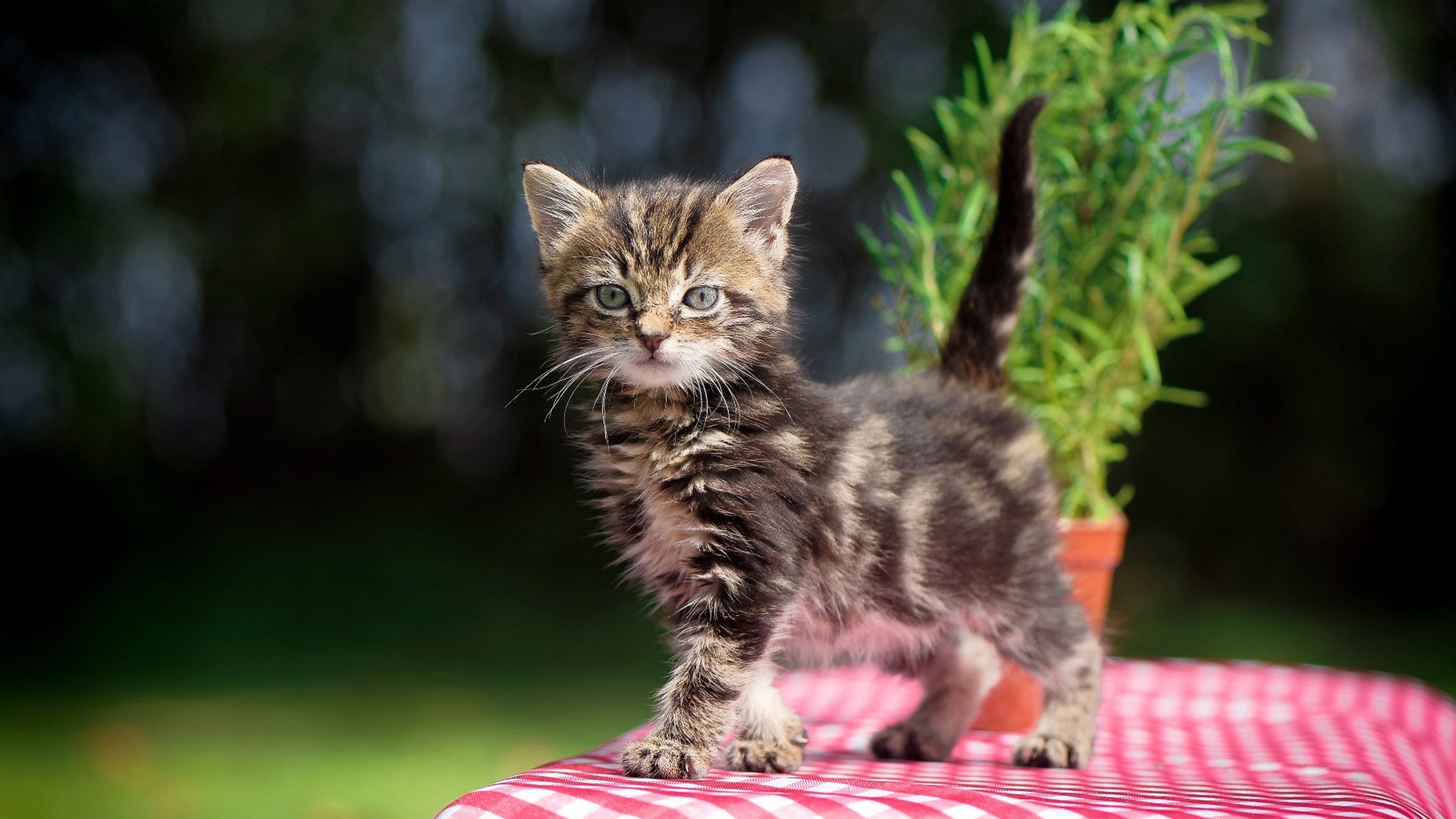 跳水配合默契奥地利顺利晋级,奥地利跳远运动员